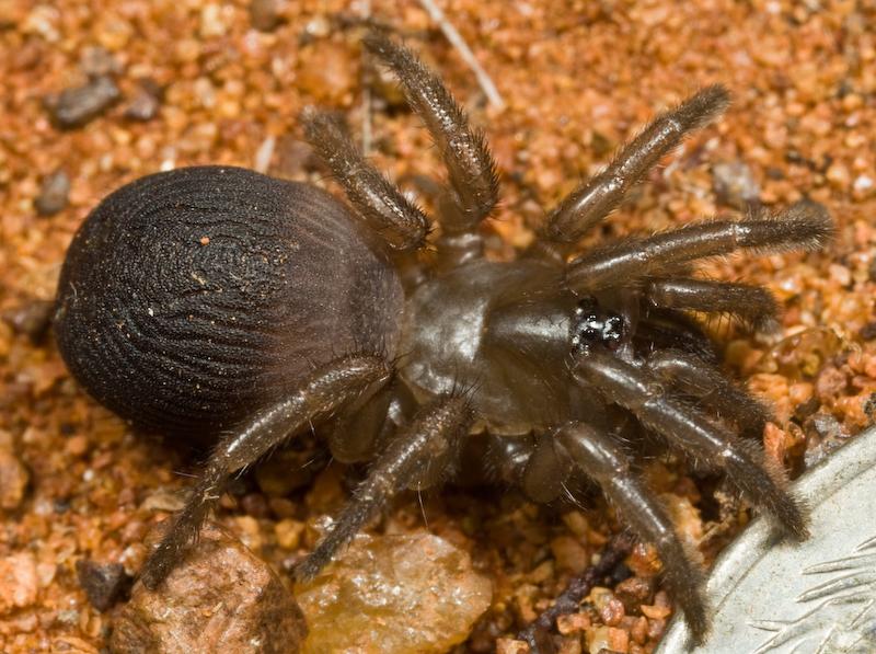 Idiosoma_nigrum_D5793_Z_88_Karinji NP_Australie.jpg